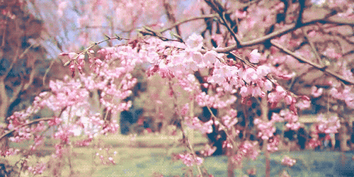 e00bcbaf8b4d4a54a59240b6201cb263.gif